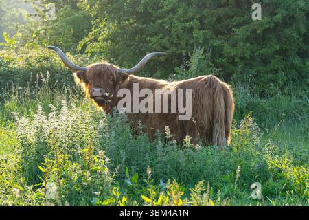 Freilaufende Hochlandrinder in einem Naturschutzgebiet in Zeeland, Niederlande Stockfoto