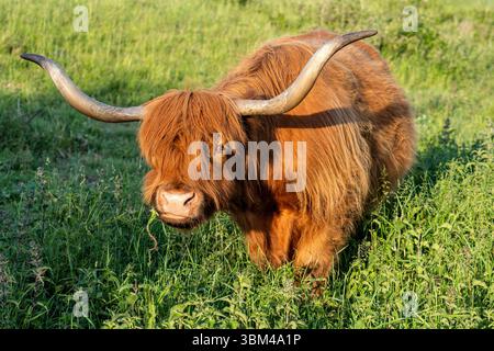 Freilaufende Hochlandrinder in einem Naturschutzgebiet in Zeeland, Niederlande Stockfoto