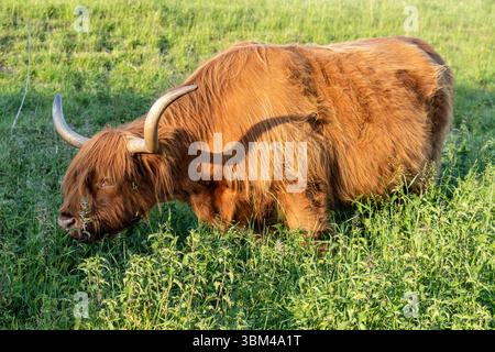 Freilaufende Hochlandrinder in einem Naturschutzgebiet in Zeeland, Niederlande Stockfoto