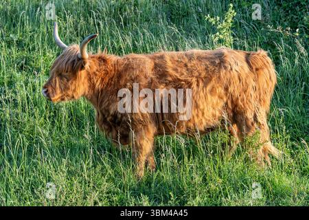 Freilaufende Hochlandrinder in einem Naturschutzgebiet in Zeeland, Niederlande Stockfoto