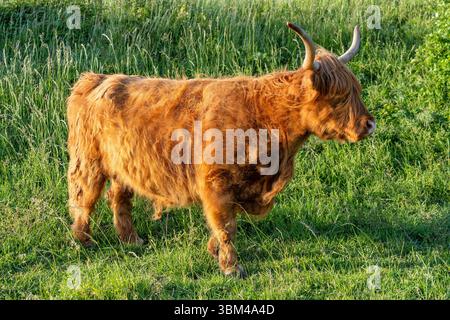 Freilaufende Hochlandrinder in einem Naturschutzgebiet in Zeeland, Niederlande Stockfoto