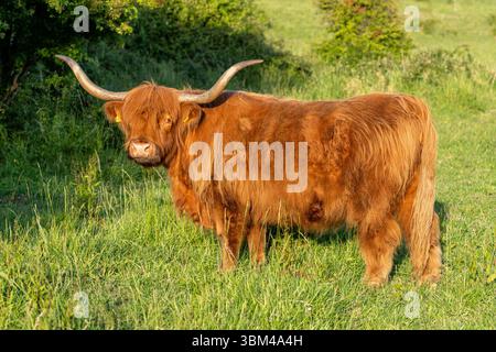 Freilaufende Hochlandrinder in einem Naturschutzgebiet in Zeeland, Niederlande Stockfoto