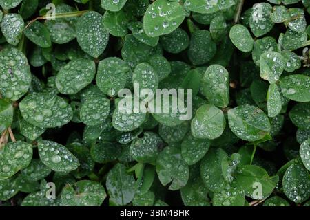 In einem üppigen Garten glitzern Regentropfen auf leuchtend grünen Kleeblättern und zeigen die Schönheit der Natur nach einem Regenschauer. Stockfoto