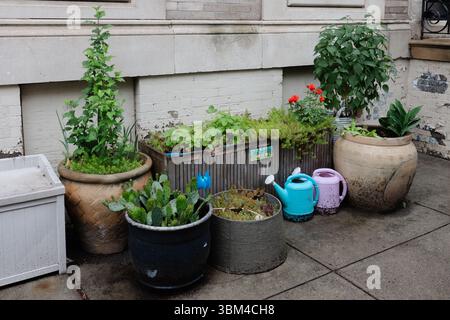 Farbenfrohe Töpfe mit verschiedenen Pflanzen schaffen bei hellem Tageslicht eine lebendige Gartenecke in der Nähe einer Gebäudewand. Stockfoto