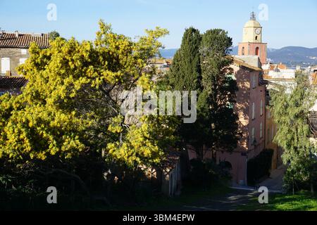 Panoramablick auf St. Tropez, Frankreich von einem Mimosa-Baum in voller Blüte Stockfoto