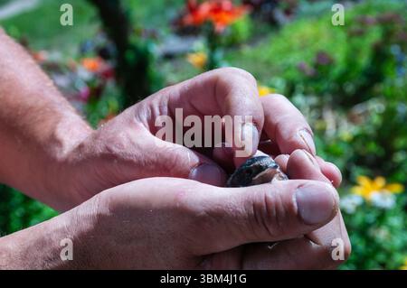 Eine Person hält einen kleinen Vogel in der Hand. Der Vogel ist braun und hat einen schwarzen Schnabel. Die Person schaut den Vogel mit einem sanften Ausdruck an Stockfoto