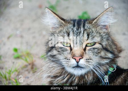 Eine Katze mit grünem Kragen sitzt auf dem Boden. Die Katze hat eine grüne Nase und schaut in die Kamera Stockfoto