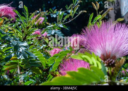 Ein Haufen rosa Blumen sind auf einem Feld. Die Blumen sind sehr schön und in voller Blüte Stockfoto