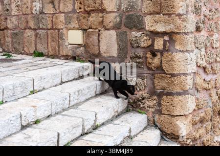 Eine schwarze Katze klettert eine Treppe hinauf. Die Katze schaut auf den Boden Stockfoto