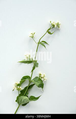 Nahaufnahme von Vincetoxicum hirundinaria (weiße Schwalbenkraut) mit zarten weißen Blüten und grünen Blättern auf hellem Hintergrund. Bekannt für seine antivirale Wirkung Stockfoto