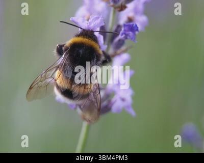 Isolierte Makrorückansicht Nahaufnahme einer Hummel mit Buff-Tail-Tail (bombus terrestris) oder einer großen Erdhummel, die Pollen aus einer salvia nemerosa oder sammelt Stockfoto