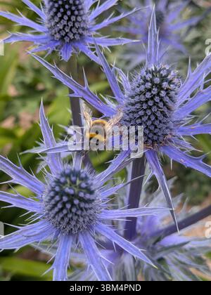 Hummel auf Blue Eryngium Sea Holly Stockfoto