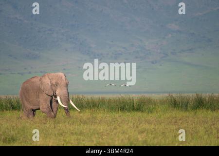 Afrika, Tansania, Ngorongoro Conservation Area. Elefant im Feld. Stockfoto