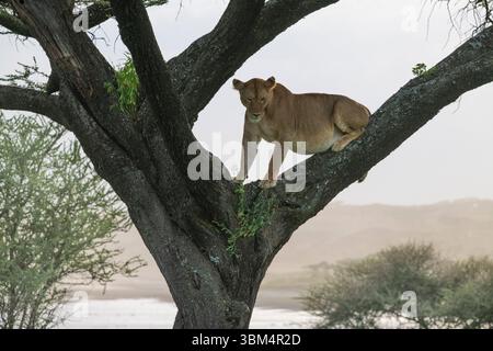Afrika, Tansania, Ngorongoro Conservation Area. Nahaufnahme der Löwin im Baum. Stockfoto