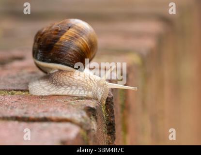 Berlin, Deutschland. Juni 2025. 10.06.2025, Berlin. Eine römische Schnecke, auch Burgunderschnecke (Helix pomatia) genannt, kriecht nach Regen über eine noch feuchte Ziegelmauer in einem Garten. Kredit: Wolfram Steinberg/dpa Kredit: Wolfram Steinberg/dpa/Alamy Live News Stockfoto