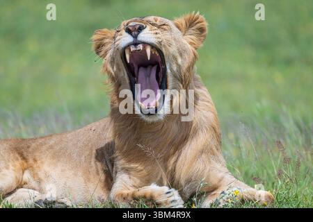 Afrika, Tansania, Serengeti Nationalpark. Löwengähnen. Stockfoto
