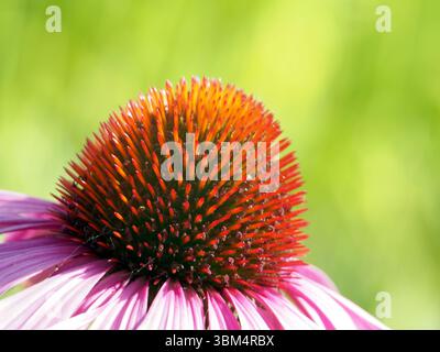 Isolierte extreme Nahaufnahme der Blütenstempel eines violetten Coneflower (Echinacea purpurea (L.) moench) oder Igelconeflower. Königswinter, Deutschland. Stockfoto