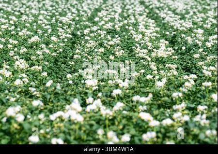 Kartoffelfeld in der flämischen Landschaft in Meerhout, Provinz Antwerpen, Belgien 20. Juni 2025 Stockfoto