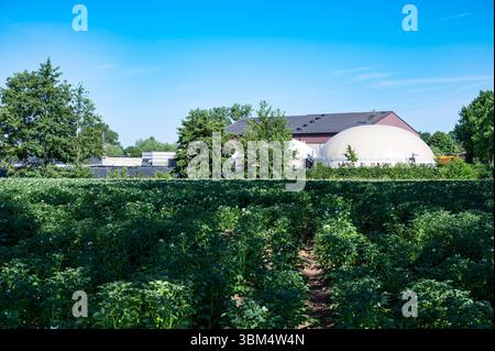 Kartoffelfeld in der flämischen Landschaft in Meerhout, Provinz Antwerpen, Belgien 20. Juni 2025 Stockfoto