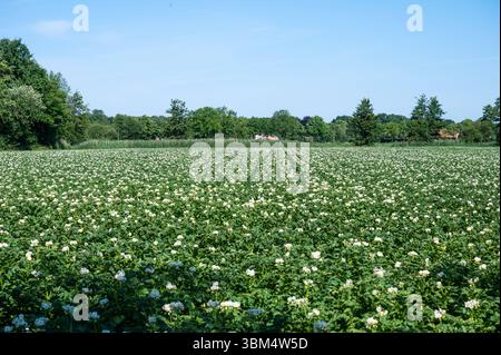 Kartoffelfeld in der flämischen Landschaft in Meerhout, Provinz Antwerpen, Belgien 20. Juni 2025 Stockfoto