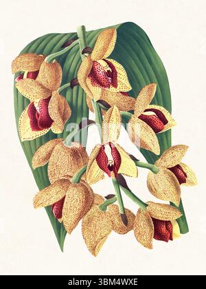 Orchideenblume Illustration. Wunderschöne tropische Orchideenzeichnung in hellen Farben. Perfekt für botanische Dekorationen, Drucke oder kreative Projekte. Stockfoto