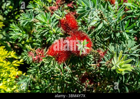 Hellrote Flaschenbürstenblüten (Callistemon citrinus) in voller Blüte auf einem dichten Sträucher mit grünem Laub, Insel Madeira, Portugal. Stockfoto