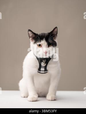 Schwarz-weiße Katze in kariertem Gurtzeug, die auf dem Tisch sitzt Stockfoto