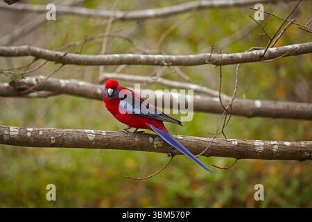 Crimson Rosella (Platycercus elegans), Armidale, Australien Stockfoto