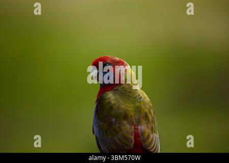 Crimson Rosella (Platycercus elegans), Armidale, Australien Stockfoto