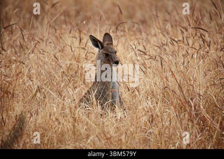 Graues Känguru (Macropus giganteus), Mitchell, Queensland, Australien Stockfoto