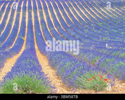 Frankreich, Provence. Lavendelfelder und Mohnblumen. Stockfoto