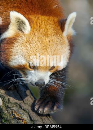 Roter Panda oder kleiner Panda klettern in einem Baum im Zoo Hellabrunn in München. Deutschland, München Stockfoto