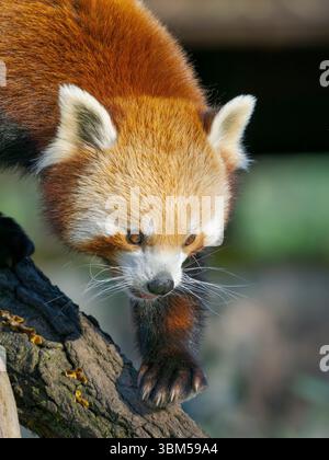 Roter Panda oder kleiner Panda klettern in einem Baum im Zoo Hellabrunn in München. Deutschland, München Stockfoto
