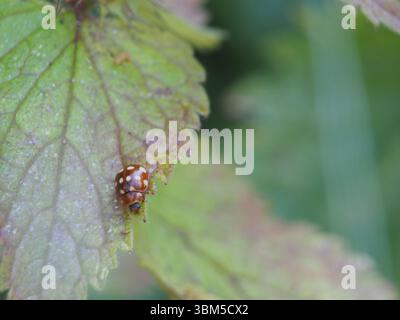 Ein orangener Marienkäfer (halyzia sedecimguttata), der am Blattrand einer weißen Brennnessel sitzt (Lamiumalbum). Königswinter, Deutschland. Stockfoto