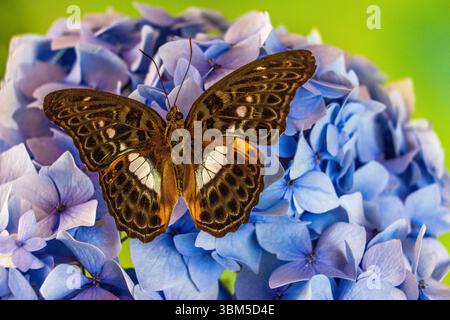 USA, Bundesstaat Washington, Sammamish. Limenitis lymire Schmetterling auf Blume Stockfoto