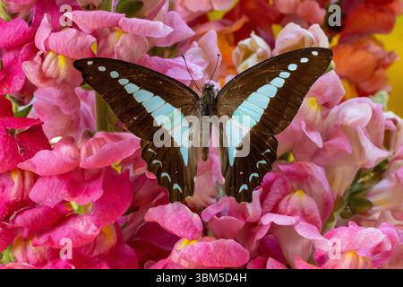 USA, Bundesstaat Washington, Sammamish. Graphium Sarpedon Schmetterling auf Blumen Stockfoto