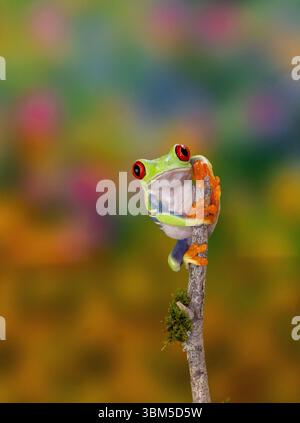 USA, Bundesstaat Washington, Sammamish. Roäugiger grüner Baumfrosch Stockfoto