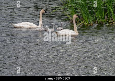 USA, Alaska. Familie von Trompeterschwänen, Potter Marsh bei Anchorage Stockfoto