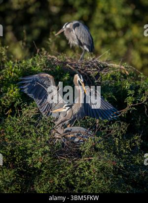 Ein Paar große Blaureiher teilen sich an der Inkubation und Aufzucht ihrer neuen Familie. Stockfoto