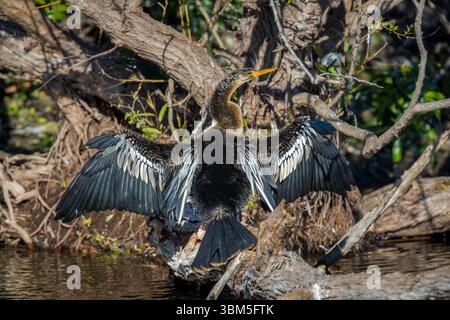 Eine weibliche Anhinga spreizt ihre Flügel, um in der Sonne zu trocknen. Stockfoto