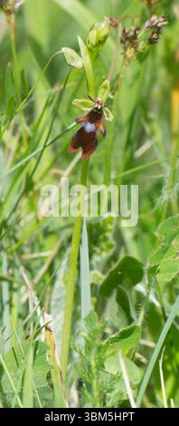 Fliegen Sie Orchideen (Ophrys Insektifera) am 5. Mai 2025 in Sandside, Arnside, Cumbria, Großbritannien. Stockfoto