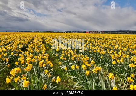 USA, Washington State, Skagit Valley. Gelbe Narzissen, die auf dem Feld wachsen Stockfoto
