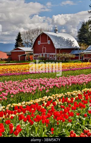 USA, Washington State, Skagit Valley. Rote Scheune und Tulpen auf dem Feld. (Nur Für Redaktionelle Zwecke) Stockfoto