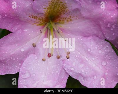 Bundesstaat Washington. Nahaufnahme einer rosa Rhododendron-Blüte mit Wassertropfen Stockfoto