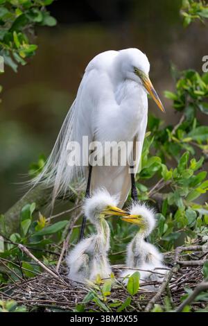 Großreiher nistet mit Küken (Ardea alba) Florida, USA Braud/Dembinsky Photo Assoc Stockfoto