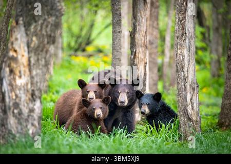Schwarzbärenfamilie (Ursus americanus) mit jungen, östlichen Nordamerika, von Dominique Braud/Dembinsky Photo Assoc Stockfoto