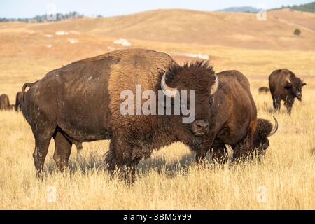 Amerikanische Bisons, die auf Präriebäsern weiden, South Dakota, USA, von Dominique Braud/Dembinsky Photo Assoc Stockfoto