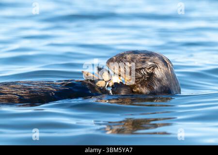 Südseeotter (Enhydra lutris), schwimmt auf dem Rücken, isst Meeresbewohner, Kalifornien, USA, von Dominique Braud/Dembinsky Photo Assoc Stockfoto