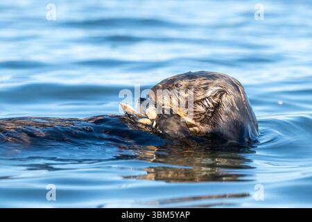 Südseeotter (Enhydra lutris), schwimmt auf dem Rücken, isst Meeresbewohner, Kalifornien, USA, von Dominique Braud/Dembinsky Photo Assoc Stockfoto