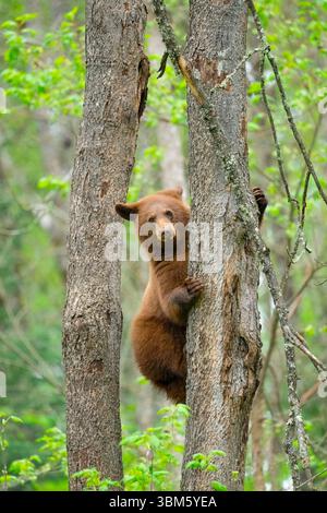Schwarzbär (Ursus americanus), Kletterbaum, Ost-Nordamerika, von Dominique Braud/Dembinsky Photo Assoc Stockfoto